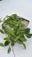 Hoya sp. 001