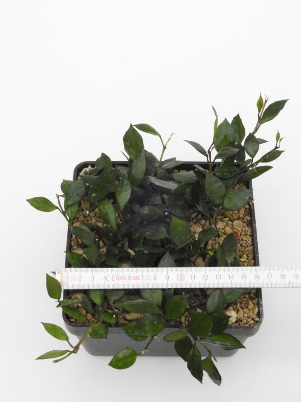 Hoya krohniana black