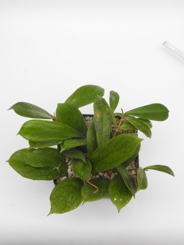 Hoya forbesii gelbe blten