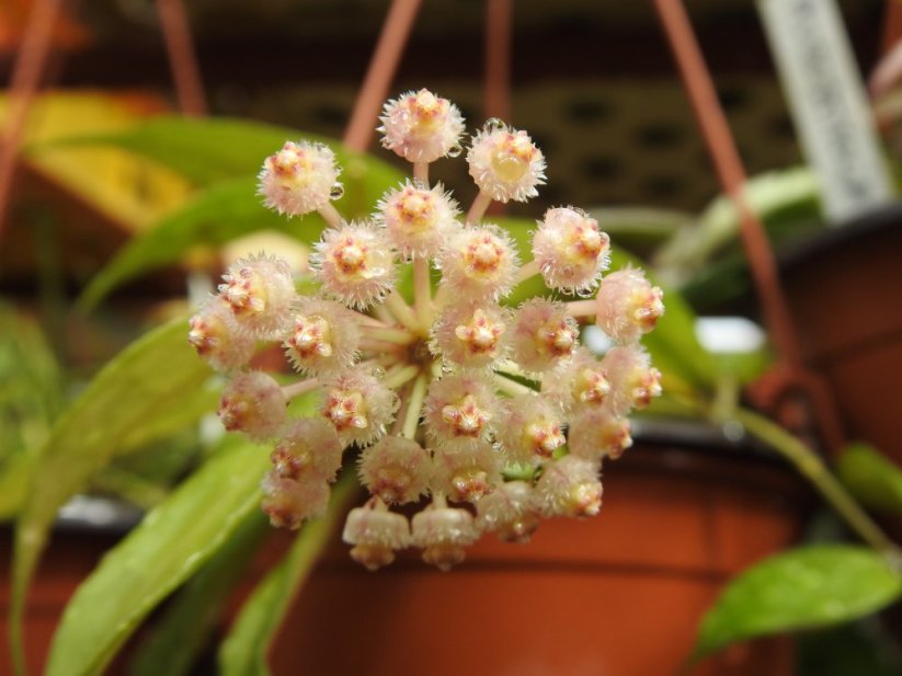 Hoya Pusilla Malaysia