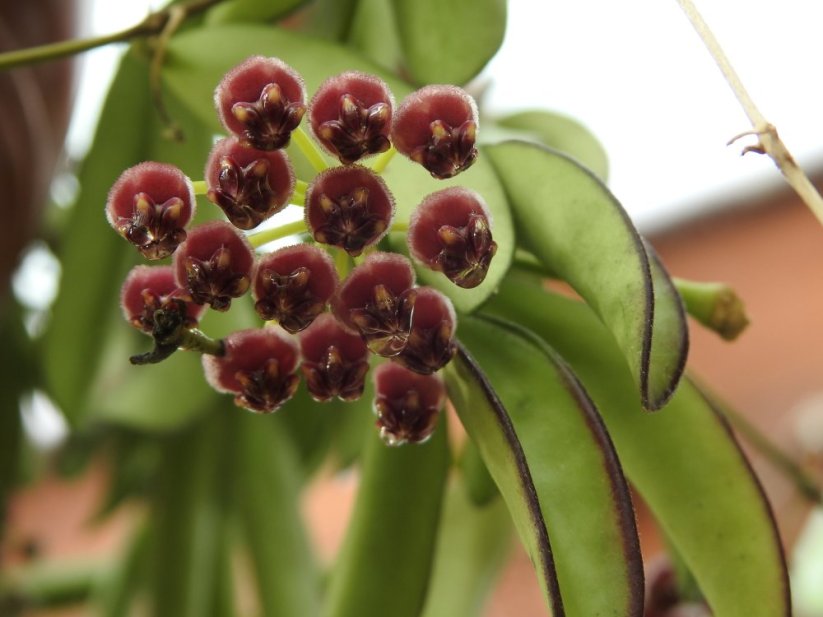Hoya wayetii blte rot