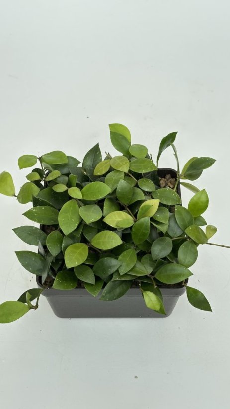 Hoya sipitangensis