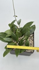 Hoya sp. Davao Phil