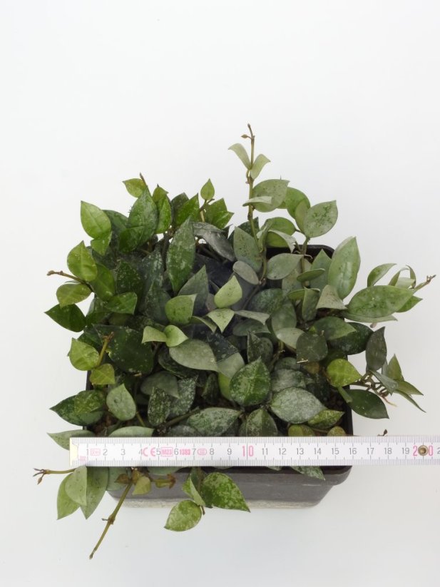 Hoya lacunosa splash