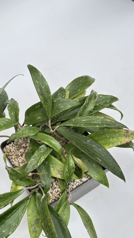 Hoya rigida IML 1424