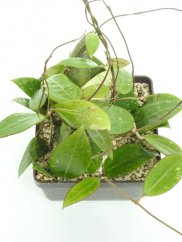 Hoya prachinburi black leaves
