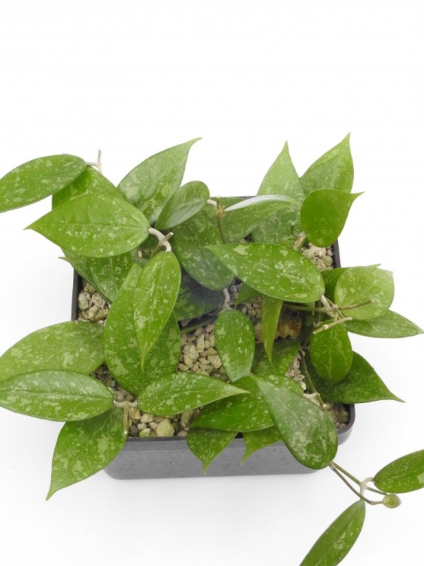 Hoya anjuk ladang ma20