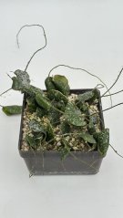 Hoya imbricata