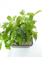 Hoya Rosarioae