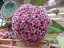 Hoya pubicalyx pink silver splash