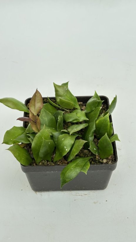 Hoya sp. Haruku IPPS 3759