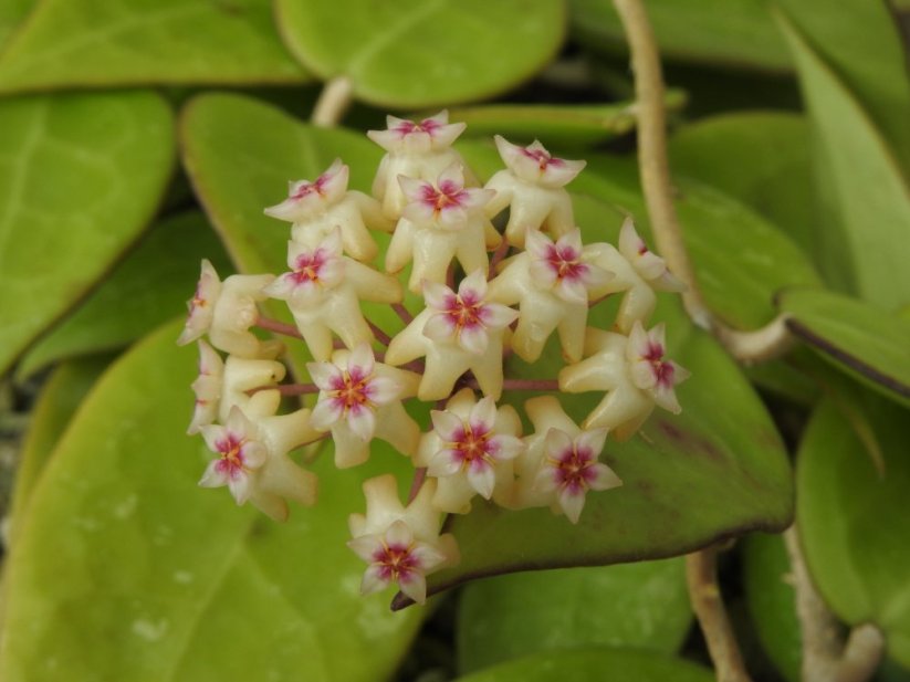 Hoya parasitica black edge