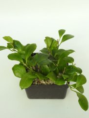 Hoya Obscura