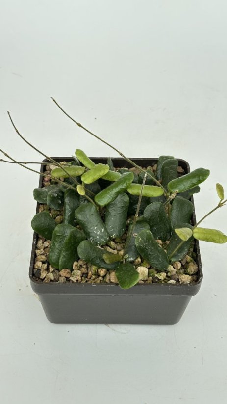 Hoya rotundiflora