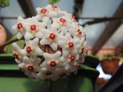 Hoya carnosa round leaf