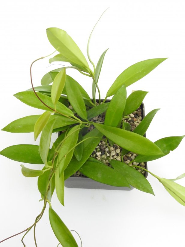 Hoya neoebudica