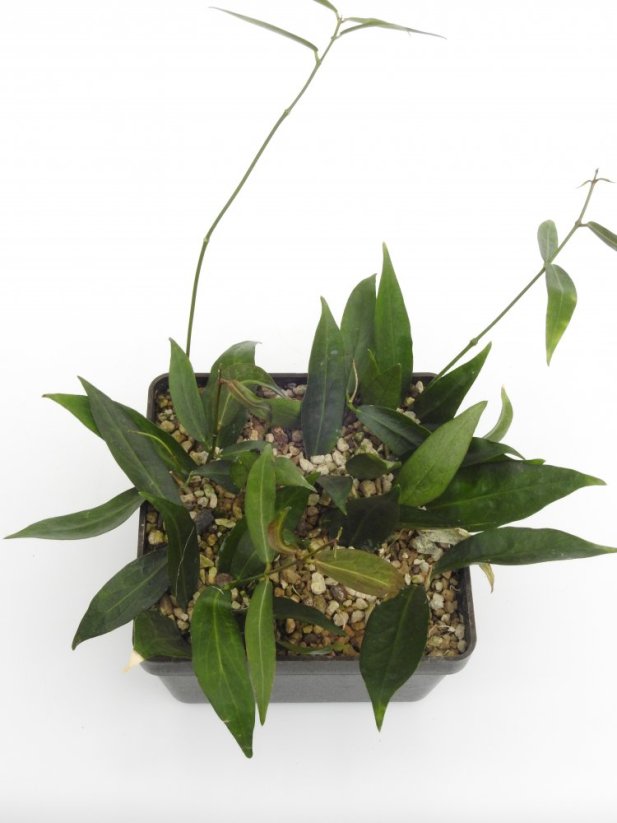 Hoya lamingtoniae png 4