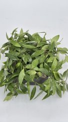 Hoya gracilis splash