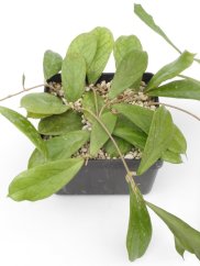Hoya Flagellada II Aff