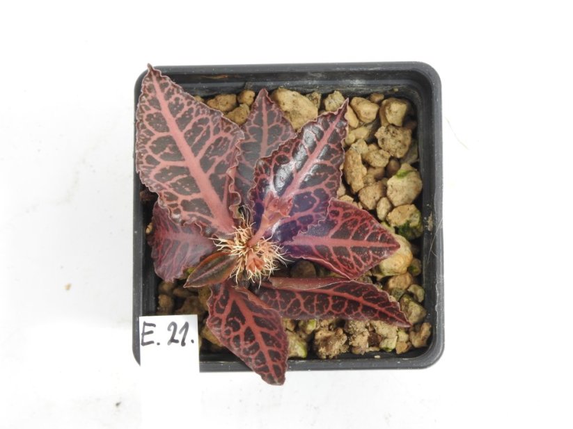 Euphorbia francoisii hybrid  No.21