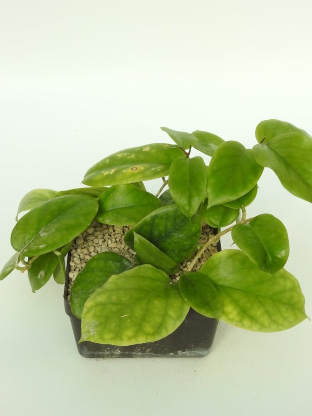 Hoya PNG 436