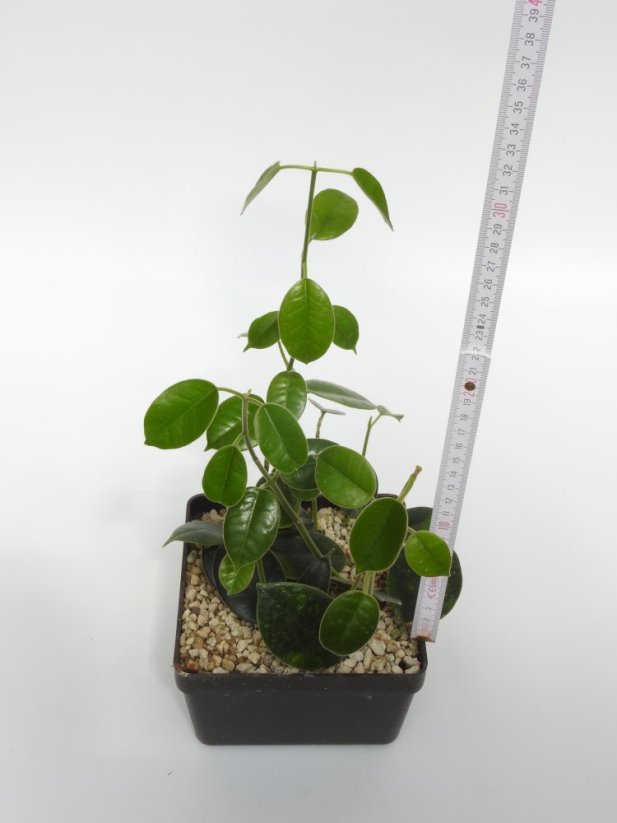 Hoya optimistic