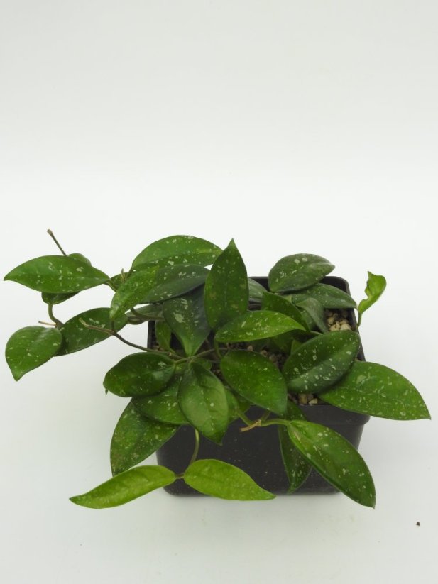 Hoya Heidi