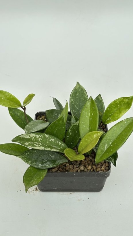 Hoya AH 074