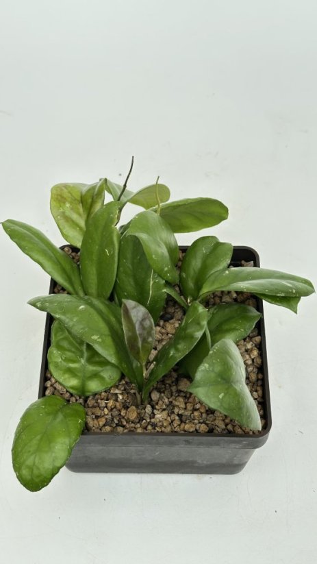 Hoya ricardo