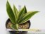 Sansevieria trifasciata silver princess  No.9