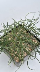 Hoya acicularis