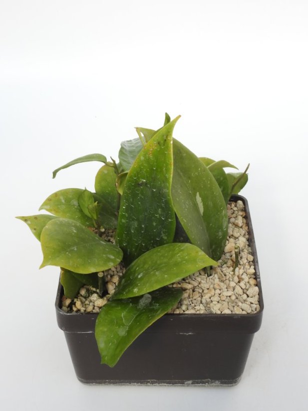 Hoya MB 1253-77