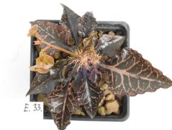 Euphorbia francoisii hybrid  No.33