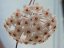Hoya Fungii