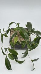 Hoya erythrina Cameroon Island