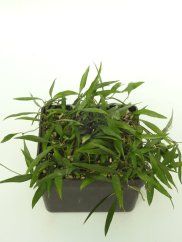 Hoya Parviflora