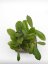 Hoya forbesii gelbe blten