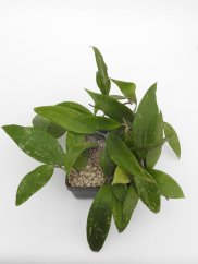 Hoya rigida