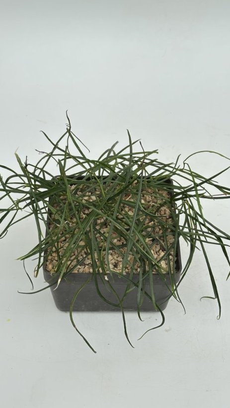 Hoya acicularis