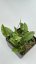 Hoya noid