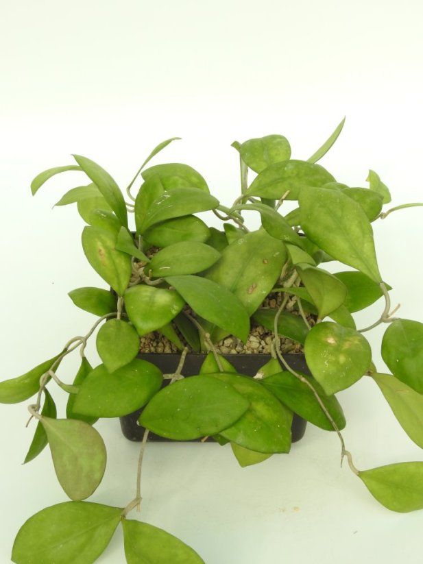 Hoya Nathalie