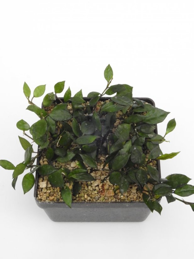 Hoya krohniana black