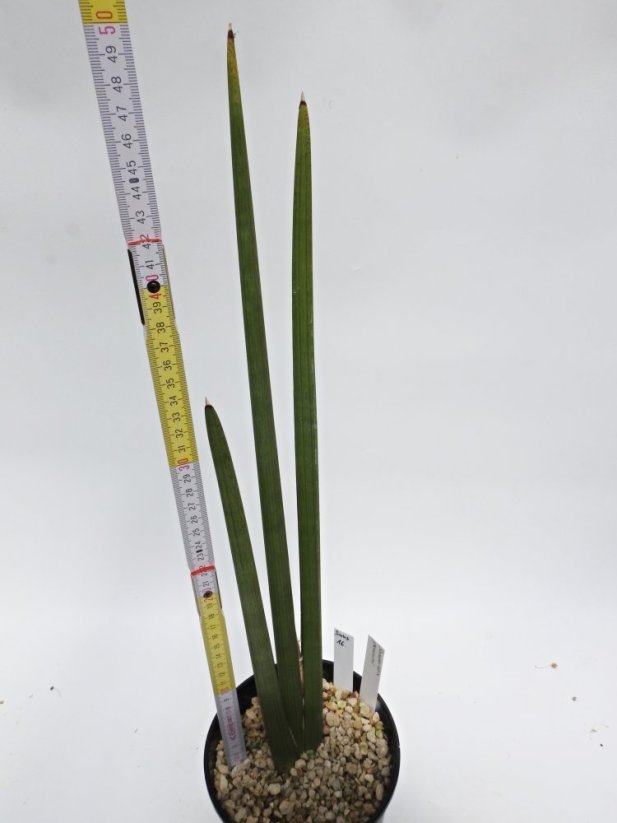 Sansevieria pearsonii  No.16