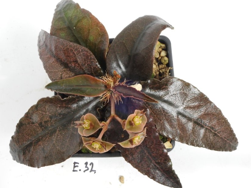 Euphorbia francoisii hybrid  No.32