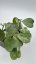 Hoya kerrii splash