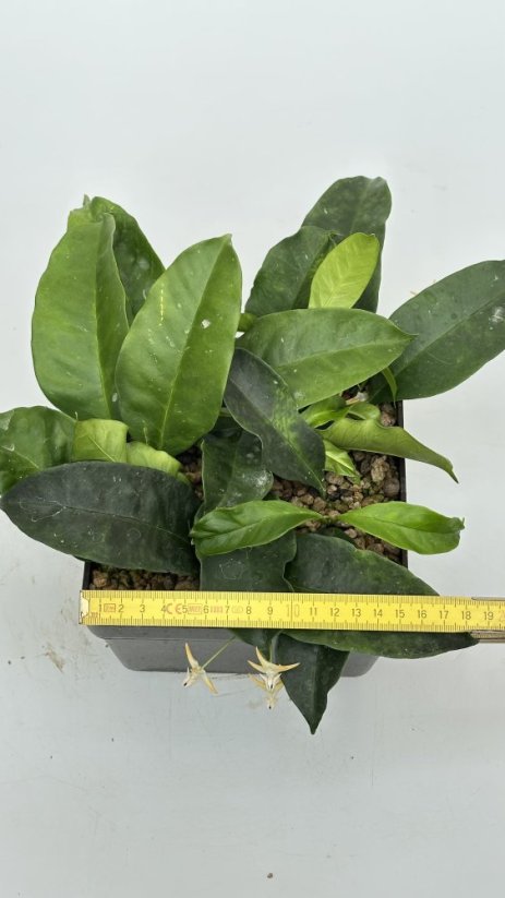 Hoya multiflora philippines