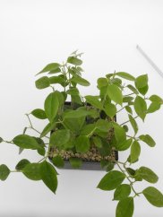 Hoya paziae