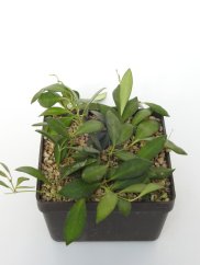 Hoya Tsangii