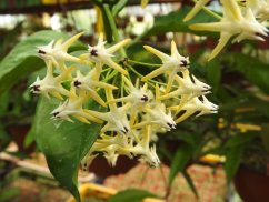 Hoya multiflora philippines