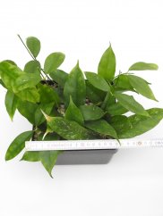 Hoya cystiantha